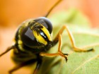 Abeilles et gu�pes wallpaper 1