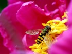 Abeilles et gu�pes wallpaper 2