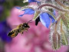Abeilles et gu�pes wallpaper 3