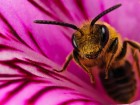 Abeilles et gu�pes wallpaper 4