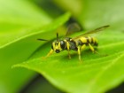 Abeilles et gu�pes wallpaper 5