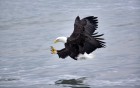 Aigles wallpaper 2