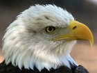 Aigles wallpaper 8