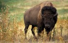 Bisons wallpaper 1