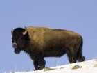 Bisons wallpaper 2
