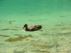 Canards wallpaper 1