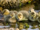 Canards wallpaper 2