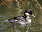 Canards wallpaper 3
