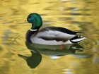 Canards wallpaper 4
