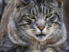 Chats wallpaper 1