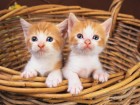 Chats wallpaper 13