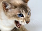 Chats wallpaper 15