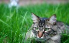 Chats wallpaper 18