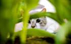 Chats wallpaper 4