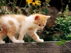 Chats wallpaper 7