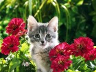 Chats wallpaper 9