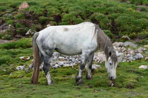 Chevaux wallpaper 6