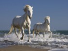 Chevaux wallpaper 1
