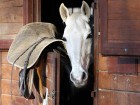 Chevaux wallpaper 3