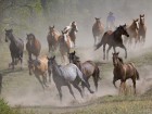 Chevaux wallpaper 4