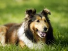 Chiens wallpaper 2