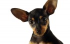 Chiens wallpaper 3