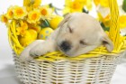 Chiens wallpaper 5
