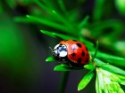 Coccinelles wallpaper 1