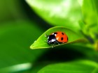 Coccinelles wallpaper 2