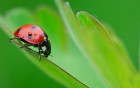 Coccinelles wallpaper 3
