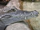 Crocodiles wallpaper 1