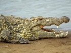 Crocodiles wallpaper 2