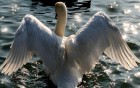 Cygnes wallpaper 2