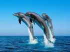 Dauphins wallpaper 1