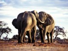 �l�phants wallpaper 1