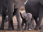 �l�phants wallpaper 2