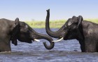 �l�phants wallpaper 3