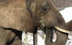 �l�phants wallpaper 4