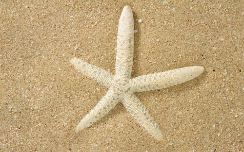 �toile de mer wallpaper 1