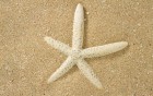 �toile de mer wallpaper 1