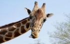 Girafes wallpaper 1