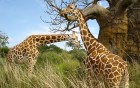 Girafes wallpaper 2