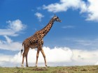 Girafes wallpaper 3