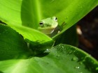 Grenouilles wallpaper 1