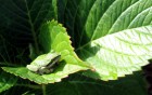 Grenouilles wallpaper 2