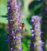 H�lophile suspendu wallpaper 1
