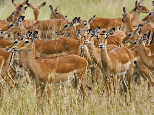 Impalas wallpaper 1