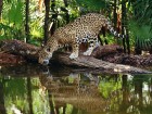 Jaguars wallpaper 1