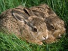 Lapins wallpaper 1