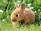 Lapins wallpaper 2